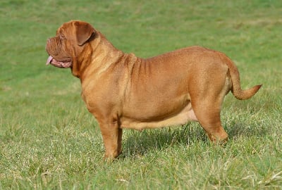 Étalon Dogue de Bordeaux - Prys-k De L'acajou Dogue