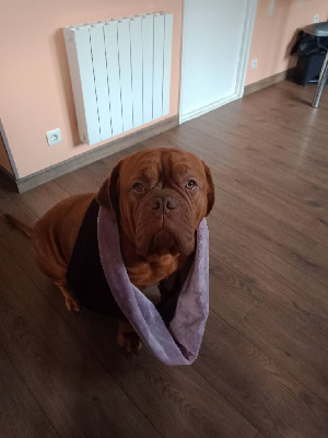 Étalon Dogue de Bordeaux - Pandora de L'Etang de Mirloup