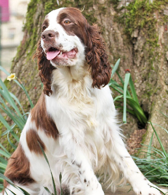 Étalon English Springer Spaniel - Simply so much in Shade of Pure