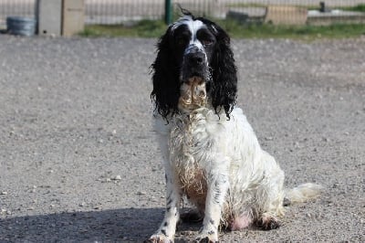 Étalon English Springer Spaniel - Stela des Diamants Verts