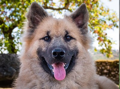 Étalon Eurasier - Toumaï Des Semper Fi Loups