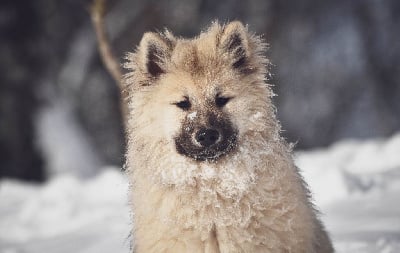 Étalon Eurasier - Tekila (Sans Affixe)