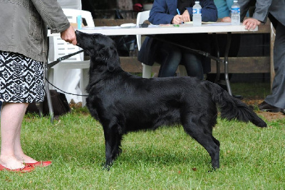 Étalon Flat Coated Retriever - Passerine Du marais de la sangsurière