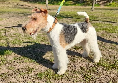 Étalon Fox Terrier Poil Dur - Riki du chemin de la bletre