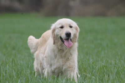 Étalon Golden Retriever - Raya des Douces Merveilles