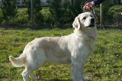 Étalon Golden Retriever - Shakira Du Royaume De Goldie