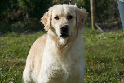 Étalon Golden Retriever - Star Du Royaume De Goldie