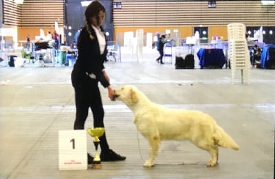 Étalon Golden Retriever - Serpentine des Légendaires Nahauri