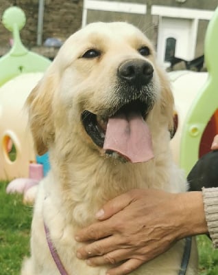 Étalon Golden Retriever - Papaye de la Gabrière