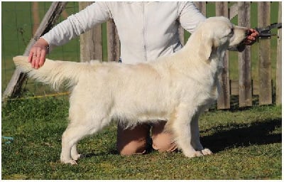 Étalon Golden Retriever - Butterfl 'highland Silver moon