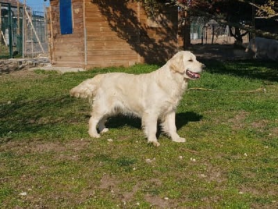 Étalon Golden Retriever - Nomy De La Foret Des Pyramides