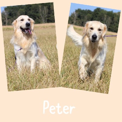 Étalon Golden Retriever - Peter (Sans Affixe)