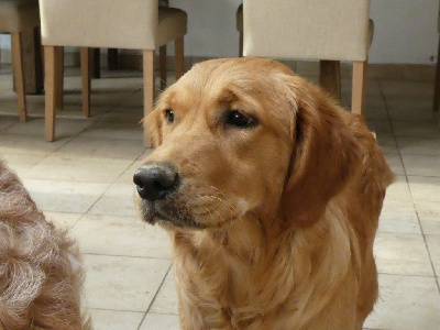 Étalon Golden Retriever - Very a-dora'ble vayla du Bercail des Anges