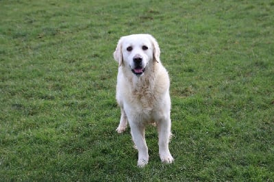 Étalon Golden Retriever - Regate De La Lisardière