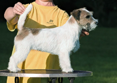 Étalon Jack Russell Terrier - Perfection through silence De La Rosée De L'eden