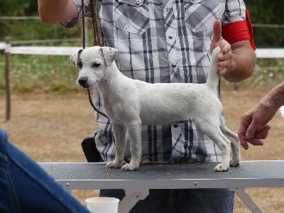 Étalon Jack Russell Terrier - Tempête De L'Etang De Rochefort