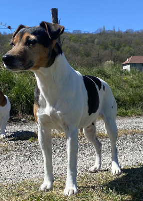 Étalon Jack Russell Terrier - Mila du creux du nant
