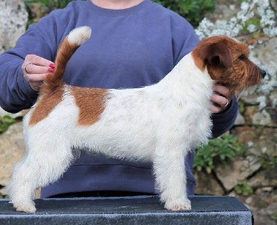 Étalon Jack Russell Terrier - Real french connection De La Rosée De L'eden