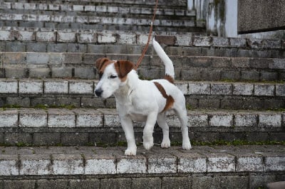 Étalon Jack Russell Terrier - Sparow des Légendes de Tina
