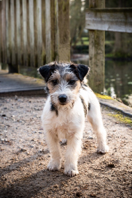 Étalon Jack Russell Terrier - Tamara star d Des étoiles De La Baie