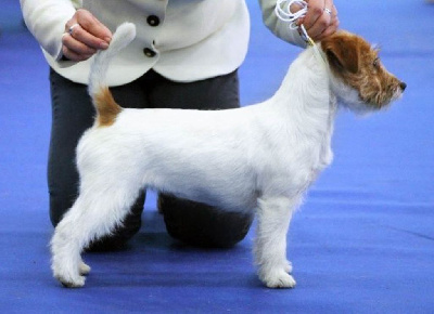 Étalon Jack Russell Terrier - CH. Oh mamma mia De La Rosée De L'eden