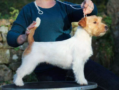 Étalon Jack Russell Terrier - Original master's voice League champion