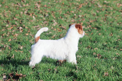 Étalon Jack Russell Terrier - Ray-of sunshine De La Rosée De L'eden