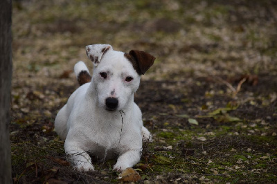 Étalon Jack Russell Terrier - Sissi Du Haut Atlas
