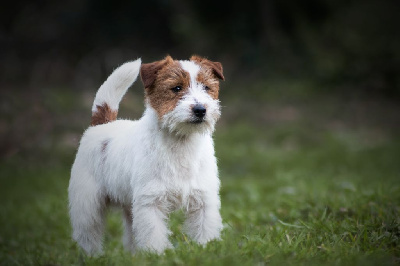 Étalon Jack Russell Terrier - Sirius the shining star De La Rosée De L'eden