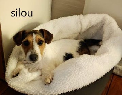 Étalon Jack Russell Terrier - Silou Du champ de l'ormeau