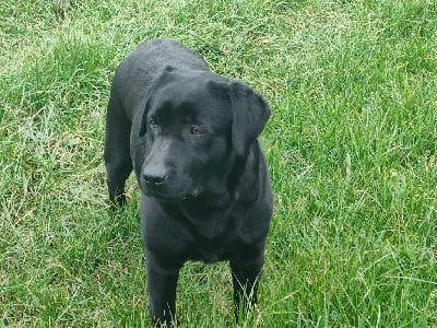 Étalon Labrador Retriever - Sully du verger de la placette