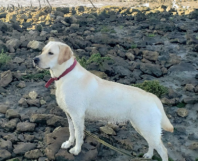 Étalon Labrador Retriever - Raya de Labrapassion