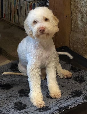 Étalon Lagotto Romagnolo - Samu'elle De La Schaafraniere