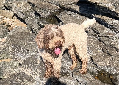 Étalon Lagotto Romagnolo - il granaio dei malatesta Philip morris dit scapin