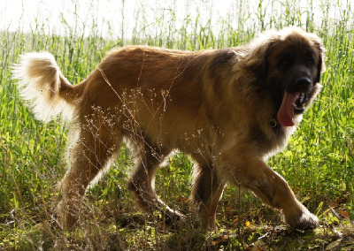 Étalon Leonberger - Nordic nolwen emi de la Comté de Fara