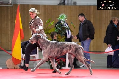 Étalon Levrier Irlandais - Rurik de la Mascotte Couronnée