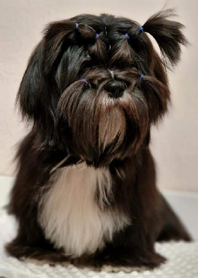 Étalon Lhassa Apso - Magic summer astarte gold