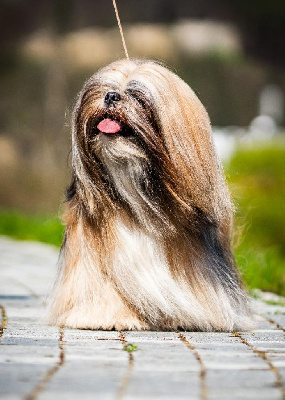Étalon Lhassa Apso - CH. Love affair sakura lhasania