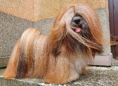 Étalon Lhassa Apso - Send my love Dreamed A Dream