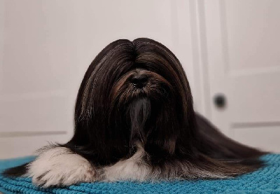Étalon Lhassa Apso - Naomi Dreamed A Dream