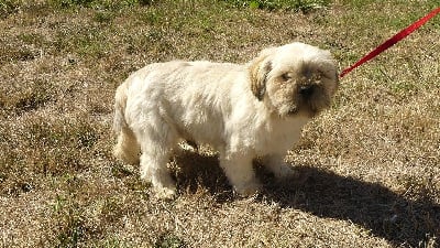 Étalon Lhassa Apso - Sarko du Domaine des Ecorces