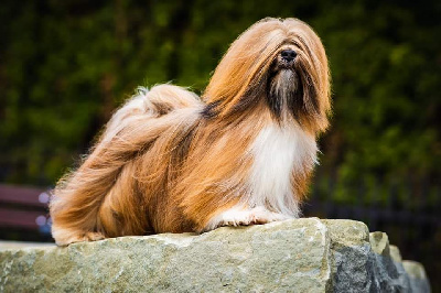 Étalon Lhassa Apso - CH. Power of love astarte gold