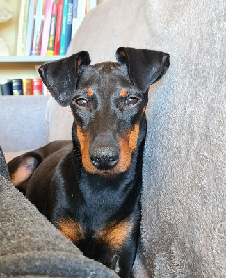 Étalon Manchester Terrier - Kathe von der spree