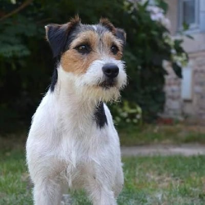 Étalon Parson Russell Terrier - CH. Ouzo Du Jardin D'inuko