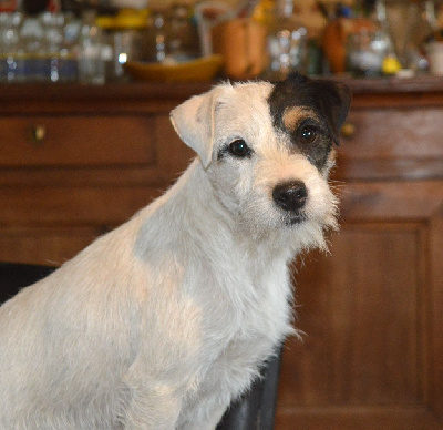 Étalon Parson Russell Terrier - Tennessee Du site corot