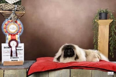 Étalon Pekinois - CH. Tiara roman s nadezhdoy