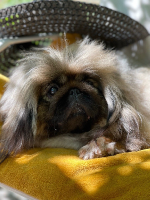 Étalon Pekinois - Phalaenopsis du jardin de vatsana