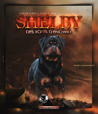 Étalon Rottweiler - Shelby Des Rotts D'enowill
