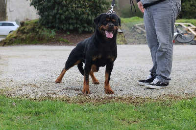Étalon Rottweiler - CH. Pandora von hause pista