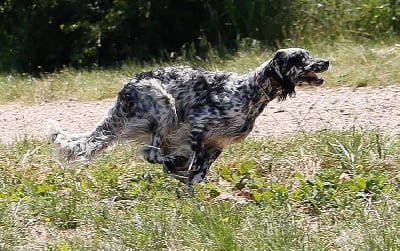 Étalon Setter Anglais - Pickles du mas du zouave